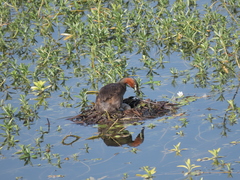 Tachybaptus ruficollis