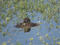 Tachybaptus ruficollis