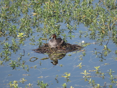 Tachybaptus ruficollis
