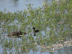 Tachybaptus ruficollis