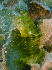 Pseudosquilla ciliata