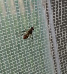 Bactrocera