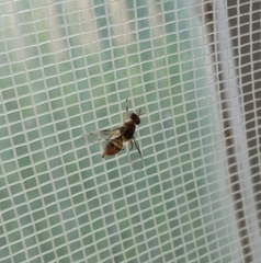 Bactrocera