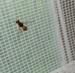 Bactrocera
