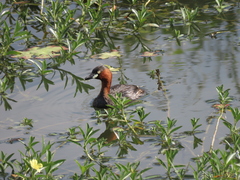 Tachybaptus ruficollis