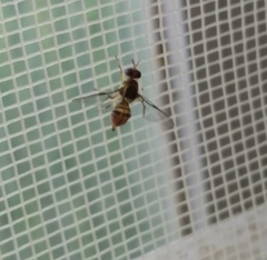 Bactrocera