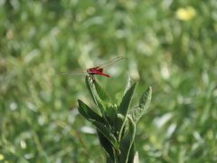 Urothemis signata yiei
