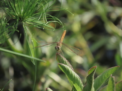 Brachythemis contaminata