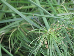 Ischnura senegalensis