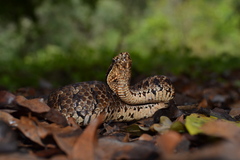 Tzotzil Montane Pit Viper photo 5