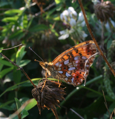 Boloria perryi