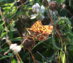 Boloria perryi