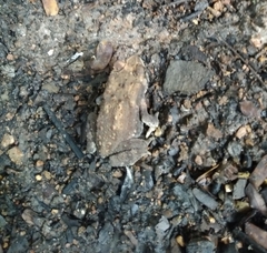 Duttaphrynus melanostictus