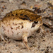 Rose's Rain Frog - Photo (c) Tyrone Ping, some rights reserved (CC BY-NC), uploaded by Tyrone Ping