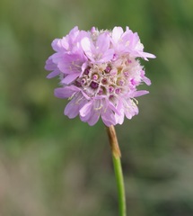 Armeria maritima elongata