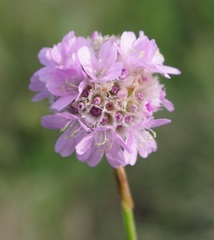 Armeria maritima elongata