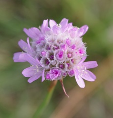 Armeria maritima elongata