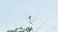 Halcyon cyanoventris