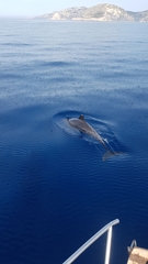 Delphininae