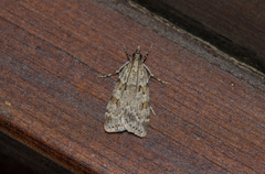 Scoparia subfusca