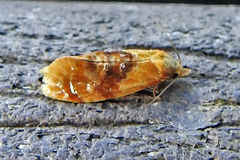 Cochylis