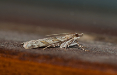 Scoparia subfusca