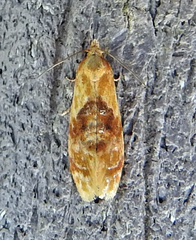 Cochylis