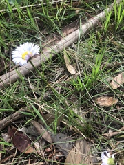 Allittia cardiocarpa