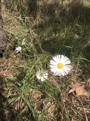 Allittia cardiocarpa