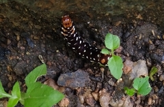 Polytela gloriosae