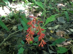 Rauvolfia serpentina