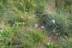 Armeria maritima elongata