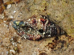 Monoplex pilearis