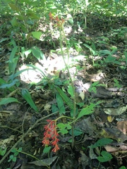 Rauvolfia serpentina