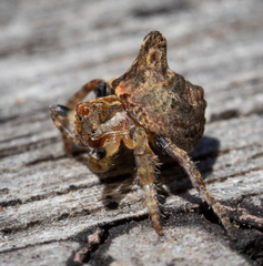 Dolophones turrigera