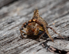 Dolophones turrigera