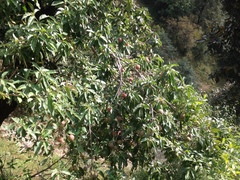 Cornus capitata