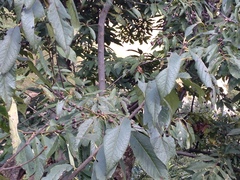 Prunus napaulensis