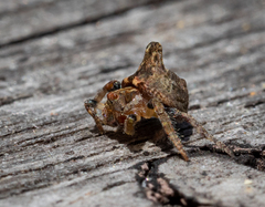 Dolophones turrigera