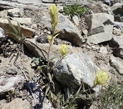 Castilleja elmeri