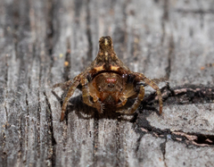 Dolophones turrigera