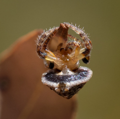 Dolophones turrigera