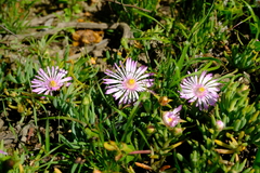 Lampranthus sociorum