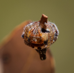 Dolophones turrigera