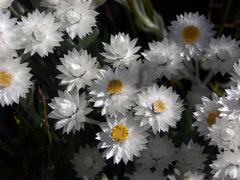 Syncarpha argyropsis