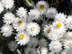 Syncarpha argyropsis