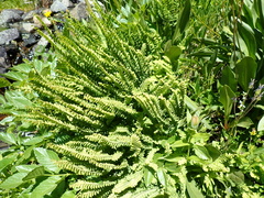 Adiantum aleuticum aleuticum