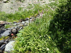 Adiantum aleuticum aleuticum