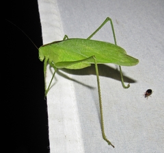 Amblycorypha oblongifolia