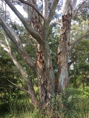 Eucalyptus amplifolia